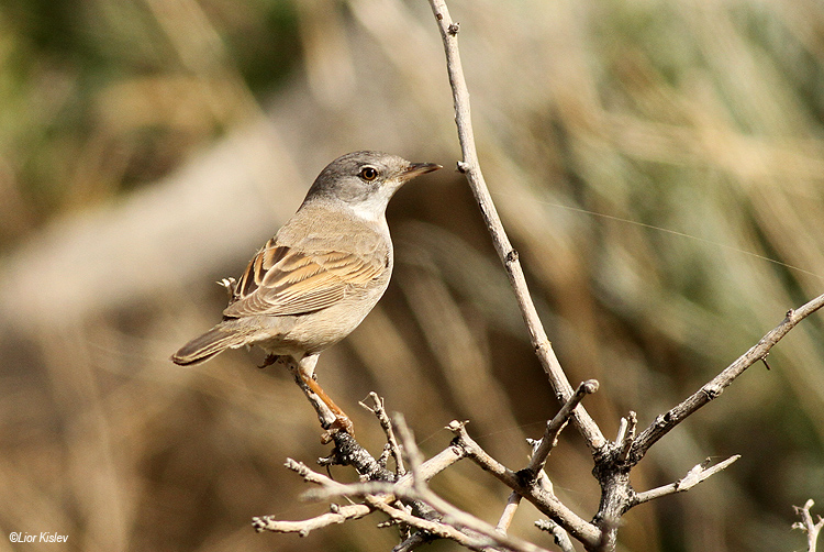 Common Whitethroat Sylvia communis      mt Susita, Golan06-03-14  Lior Kislev